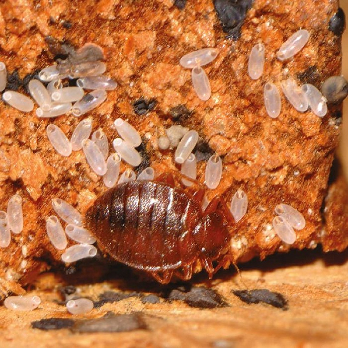 Polti Cimex Eradicator contre les punaises de lit