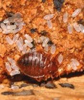 Polti Cimex Eradicator contre les punaises de lit
