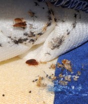Polti Cimex Eradicator contre les punaises de lit