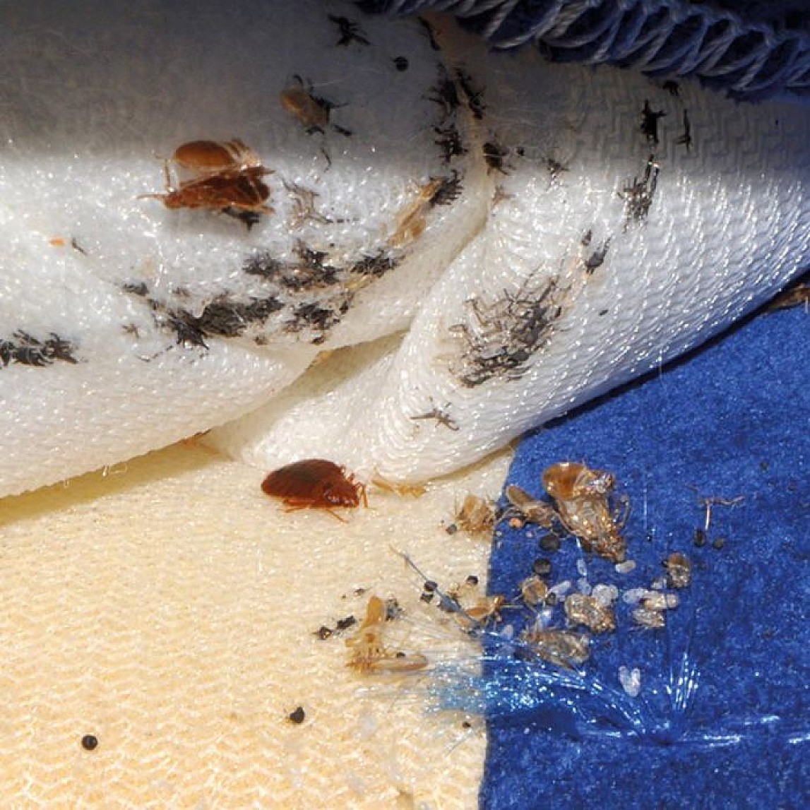Polti Cimex Eradicator contre les punaises de lit